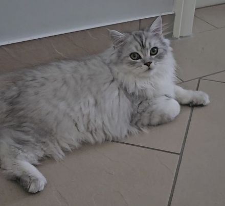 BKH / Perser Katerchen mit wunderschönen grünen Augen - Abholung ab sofort