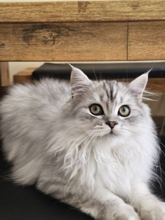 BKH / Perser Katerchen mit wunderschönen grünen Augen - Abholung ab sofort