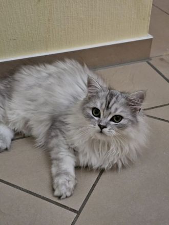 BKH / Perser Katerchen mit wunderschönen grünen Augen - Abholung ab sofort