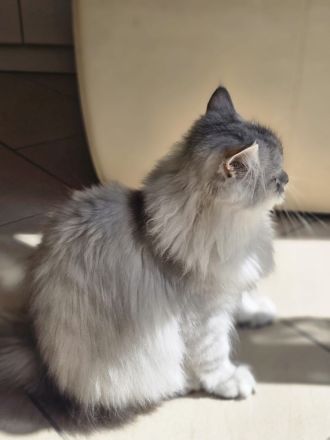 BKH / Perser Katerchen mit wunderschönen grünen Augen - Abholung ab sofort