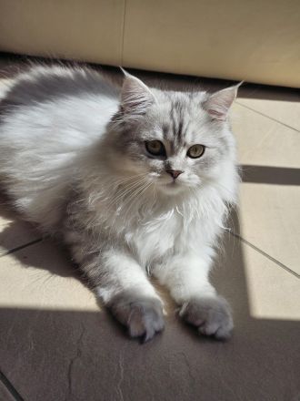 BKH / Perser Katerchen mit wunderschönen grünen Augen - Abholung ab sofort