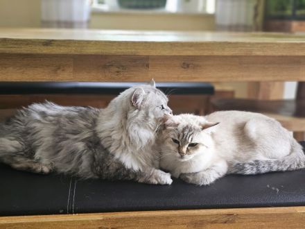 BKH / Perser Katerchen mit wunderschönen grünen Augen - Abholung ab sofort