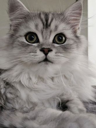 BKH / Perser Katerchen mit wunderschönen grünen Augen - Abholung ab sofort