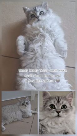 BKH / Perser Katerchen mit wunderschönen grünen Augen - Abholung ab sofort