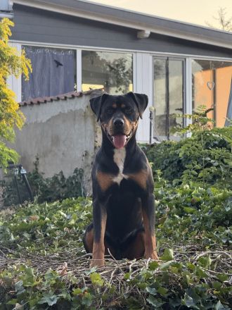 1,5 jähriger Rüde sucht ein Zuhause
