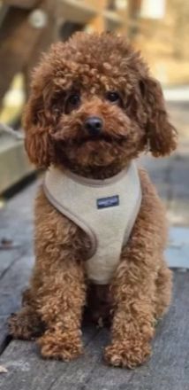 Poochon Bichon frise/ Toypudel