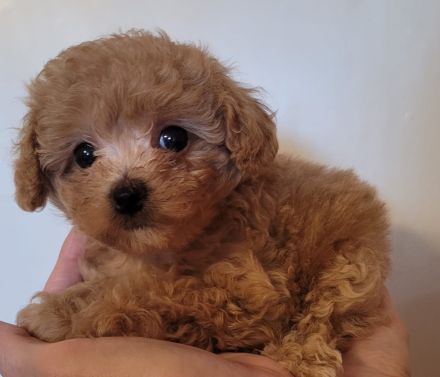 Poochon Bichon frise/ Toypudel