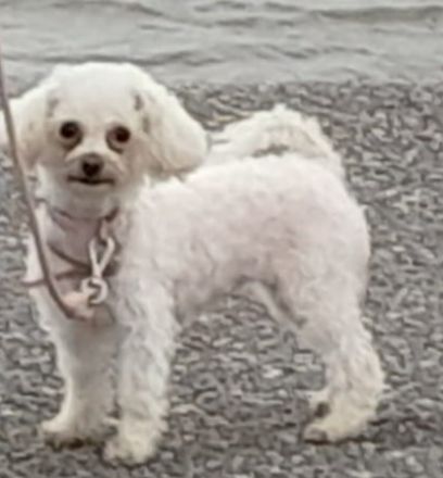 Poochon Bichon frise/ Toypudel