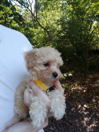 Poochon Bichon frise/ Toypudel