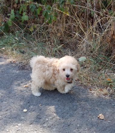Poochon Bichon frise/ Toypudel