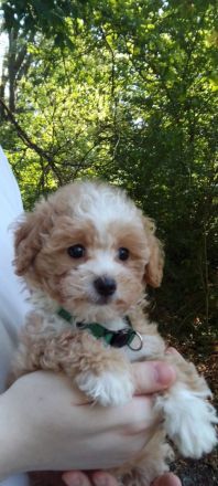 Poochon Bichon frise/ Toypudel