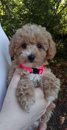 Poochon Bichon frise/ Toypudel