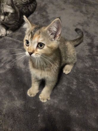 BKH-Kitten abholbereit mit Stammbuch und Impfpass