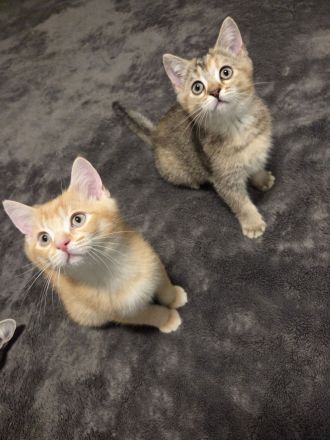 BKH-Kitten abholbereit mit Stammbuch und Impfpass