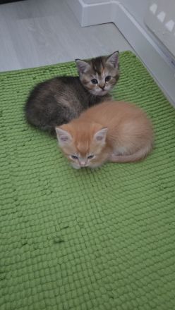 BKH-Kitten abholbereit mit Stammbuch und Impfpass