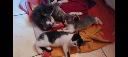 4 süße kitten suchen ein liebevolles Zuhause
