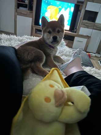 Shiba Inu Welpe mit Papier, Ahnentafel, Rüde