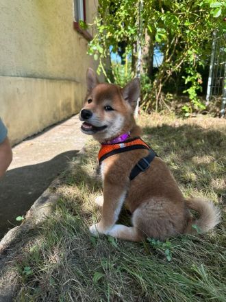 Shiba Inu Welpe mit Papier, Ahnentafel, Rüde