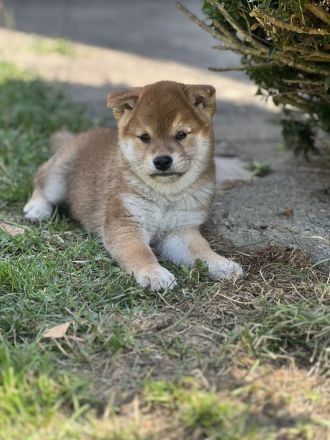 Shiba Inu Welpe mit Papier, Ahnentafel, Rüde