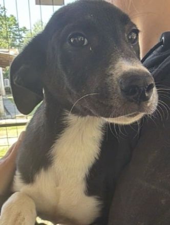 Arno, wer sucht einen fröhlichen, süßen und menschenbezogenen Junghund? 5M, 40cm