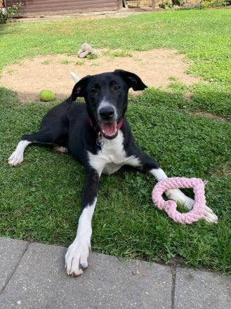 Arno, wer sucht einen fröhlichen, verspielten und unglaublich liebenswerten Jungspund? 6M, 48cm