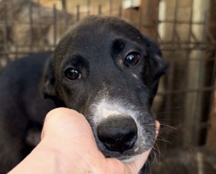 Arno, wer sucht einen fröhlichen, süßen und menschenbezogenen Junghund? 5M, 40cm
