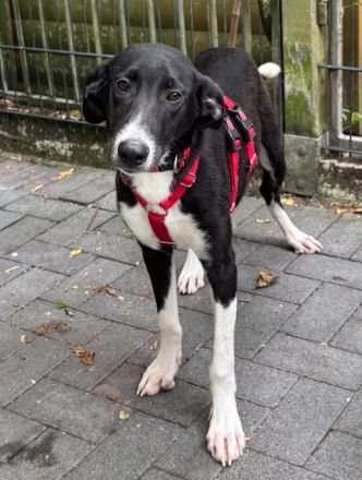 Arno, wer sucht einen fröhlichen, verspielten und unglaublich liebenswerten Jungspund? 6M, 48cm