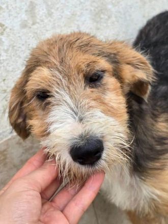 Netty, süße, liebe Welpin, die aktiv den Menschen sucht, wünscht sich so sehr ein Zuhause, 5M, 35 cm