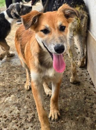 Sandy, eine besonders offene, neugierige und lebensfrohe junge Hündin, 5M, 35cm