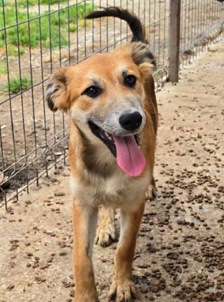 Sandy, eine besonders offene, neugierige und lebensfrohe junge Hündin, 5M, 35cm