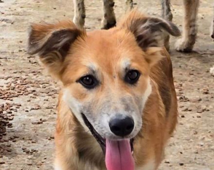 Sandy, eine besonders offene, neugierige und lebensfrohe junge Hündin, 5M, 35cm