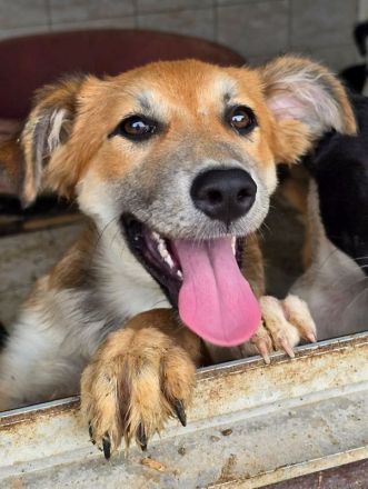 Sandy, eine besonders offene, neugierige und lebensfrohe junge Hündin, 5M, 35cm