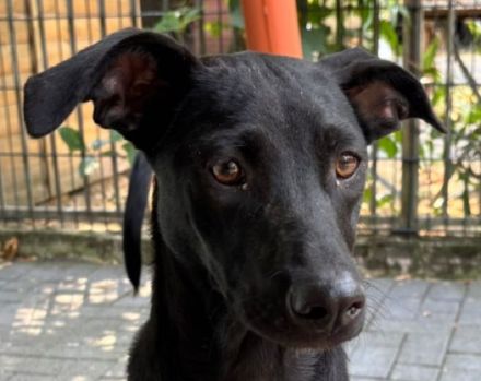 Shadow, super-verschmuster Hundejunge sucht menschlichen Counterpart, 8M, 49cm