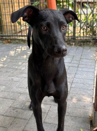 Shadow, super-verschmuster Hundejunge sucht menschlichen Counterpart, 8M, 49cm