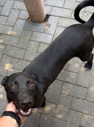 Shadow, super-verschmuster Hundejunge sucht menschlichen Counterpart, 8M, 49cm