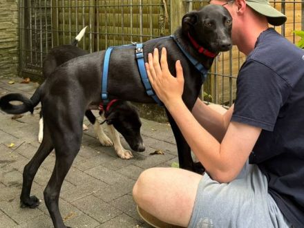 Shadow, super-verschmuster Hundejunge sucht menschlichen Counterpart, 8M, 49cm