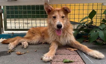 Sonja, wer gibt einer lieben und entspannten Hündin ein Zuhause? 1J, 47cm
