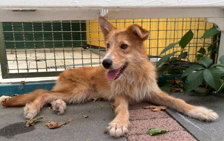 Sonja, wer gibt einer lieben und entspannten Hündin ein Zuhause? 1J, 47cm