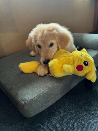 Golden Retriever sucht ihr Für-immer-Zuhause