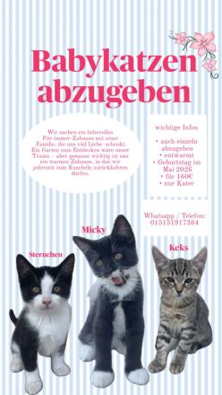 Maikitten in liebevolle Hände abzugeben