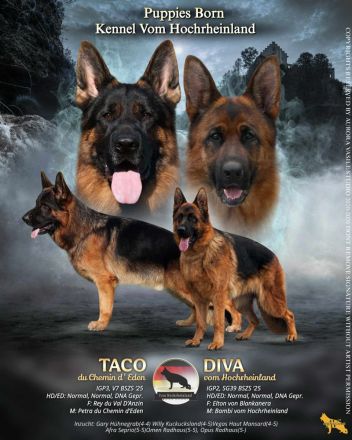 Deutscher Schäferhund Welpen