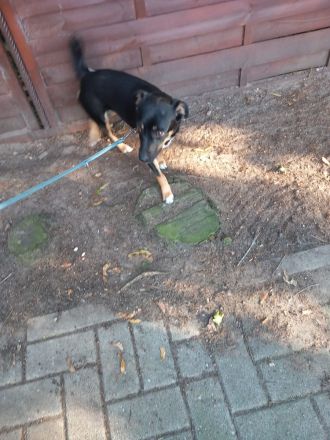 Ronja - Kleine Hündin mit großem Herz sucht ihr Zuhause