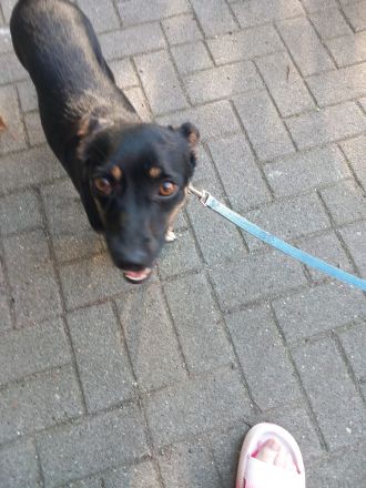 Ronja - Kleine Hündin mit großem Herz sucht ihr Zuhause