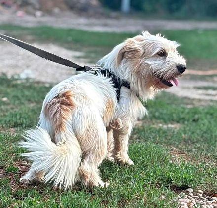 Sancho, lieb und nett