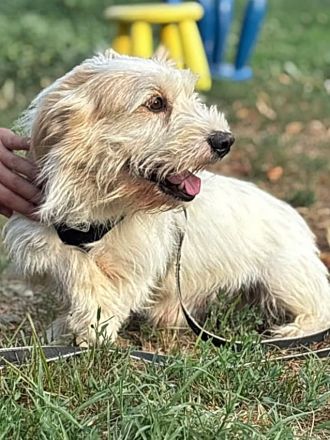 Sancho, lieb und nett