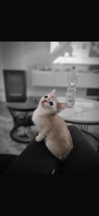 Singapura kitten Abgabe bereit