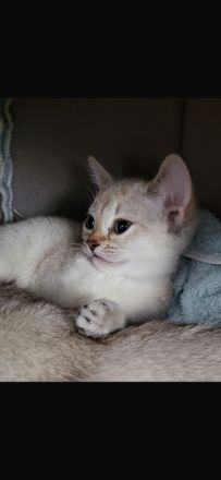 Singapura kitten Abgabe bereit