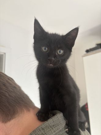 Bombay kitten