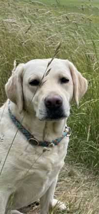 reinrassige Labrador Hündin