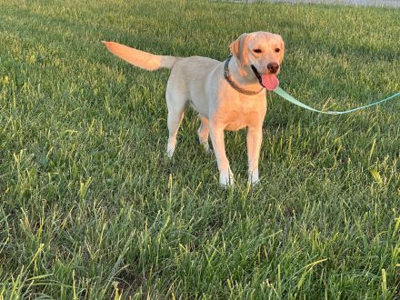reinrassige Labrador Hündin aus Champion Verpaarung ( VDH / FCI Papiere)